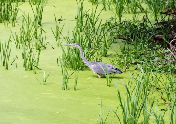 a grey heron standing still in an algae covered pond